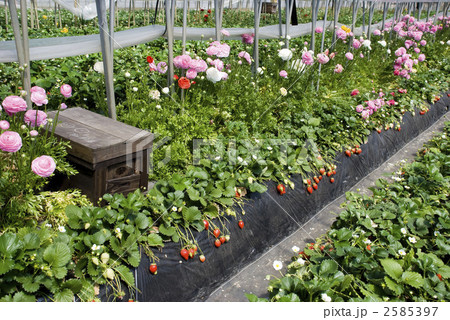 苺畑のミツバチの巣 2585397