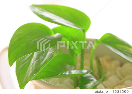 観葉植物　ポトス 2585500