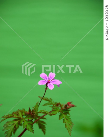 ヒメフウロ ヒメフウロ 2585556