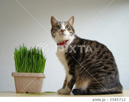 キャットグラスと猫 2585712