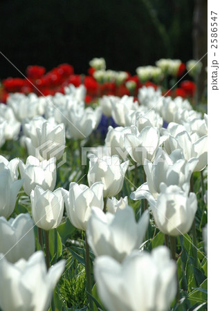 満開のチューリップ 2586547