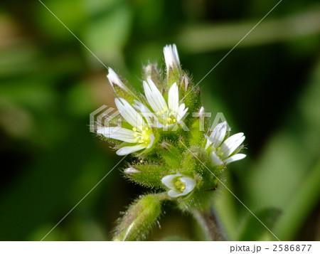 春の七草　ハコベ 2586877