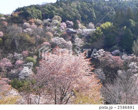 吉野山の桜 花見 吉野山の桜 花見 2586891