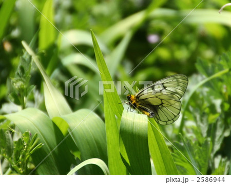 ウスバシロチョウ 2586944