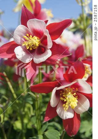 セイヨウオダマキの花　赤 2587158