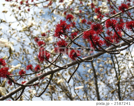 ハナノキの花とコブシ ハナノキの花とコブシ 2587241