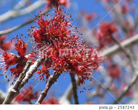 ハナノキの花 2587243
