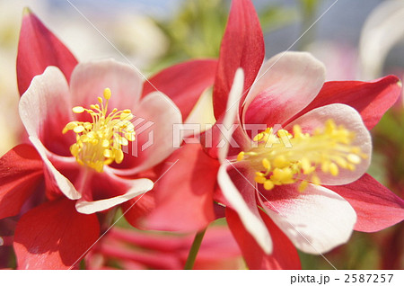 セイヨウオダマキの花 赤の写真素材