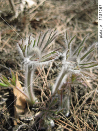 オキナソウのつぼみ 2587267