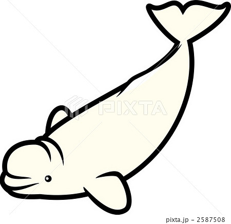 ベルーガ シロイルカ クジラのイラスト素材
