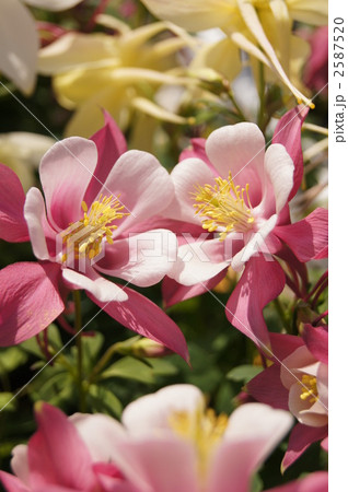 セイヨウオダマキの花　桃色 2587520