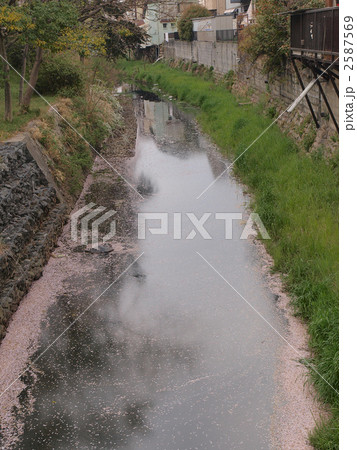 三重・海蔵川堤にて 2587569