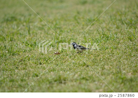 芝生の上を歩くハクセキレイ 芝生の上を歩くハクセキレイ 2587860