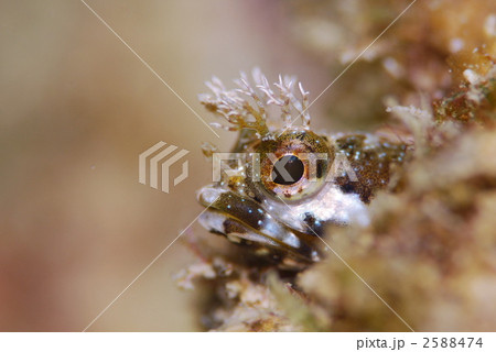 コケギンポ 2588474