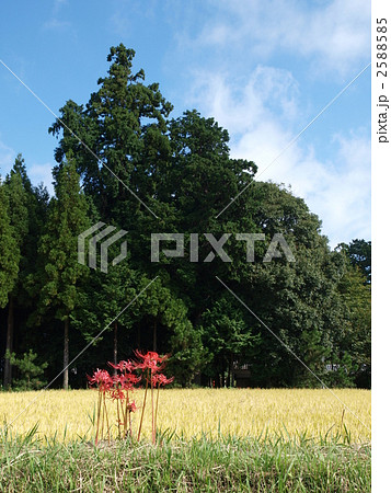 稲穂と彼岸花 2588585