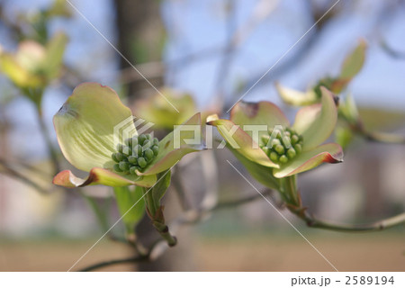 ハナミズキのアップ 2589194