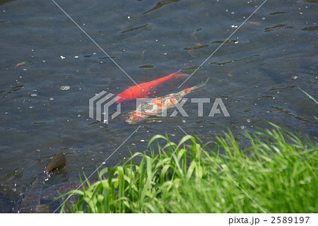 川の2匹の鯉 川の2匹の鯉 2589197