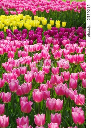 チューリップ畑 2589216