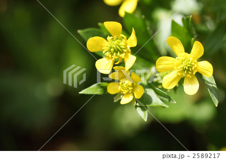 ウマノアシガタ 2589217