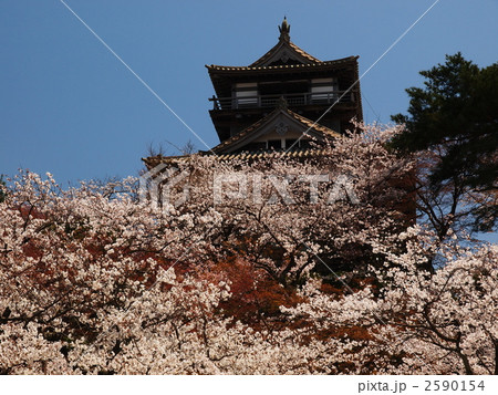 桜の上の丸岡城 2590154