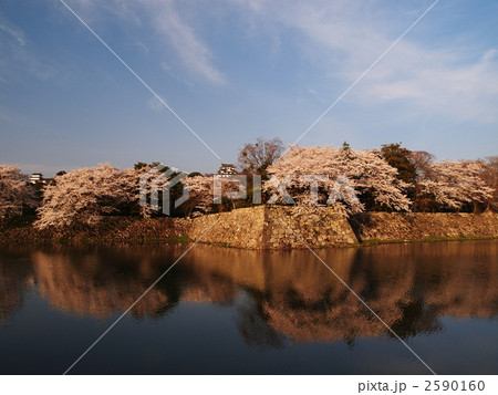 桜咲く彦根城 2590160