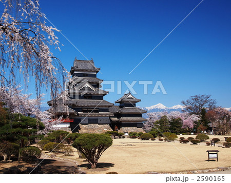 桜咲く松本城 2590165