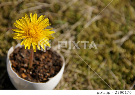 卵の殻に入タンポポ 2590170