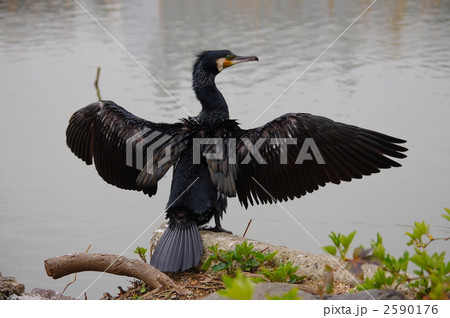羽根を広げるカワウ 2590176