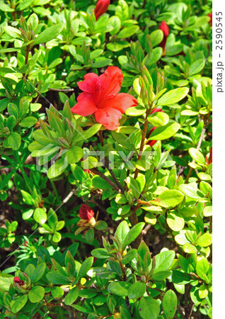 樹木・ヒラドツツジ（ツツジ科） 2590545