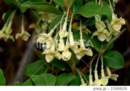 ナツグミ 2590629