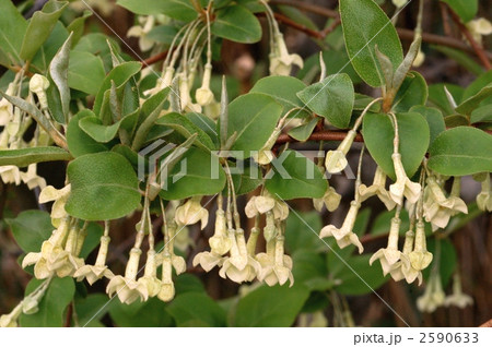 ナツグミ ナツグミ 2590633