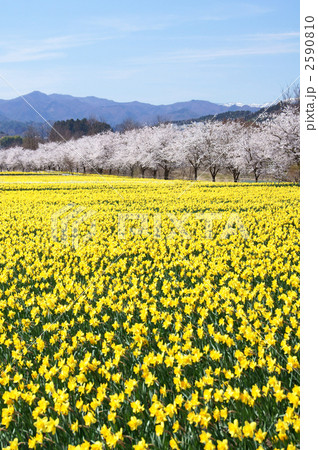 水仙と桜 2590810