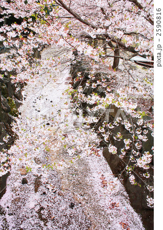 桜の川 桜の川 2590816
