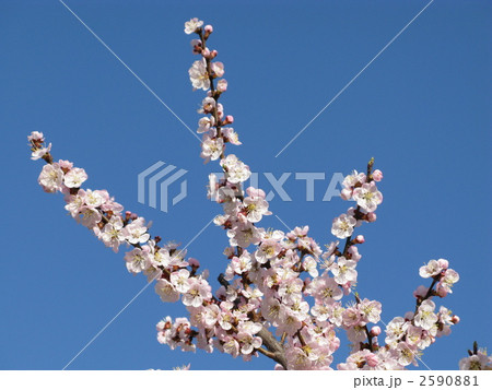 杏の花 2590881