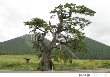 三瓶山と定めの松 三瓶山と定めの松 2590886