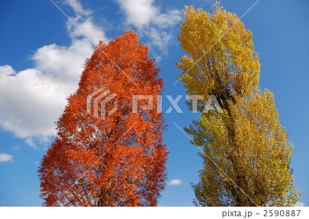メタセコイヤとポプラ 2590887