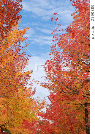 タイワンフウの紅葉 2590889