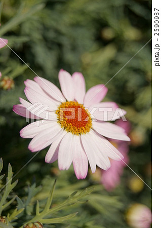 マーガレット　コメットピンク 2590937