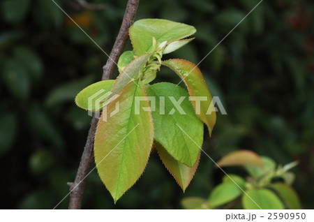 カリンの葉 2590950