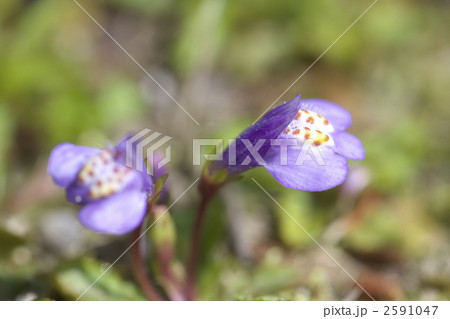 ムラサキサギゴケ 2591047