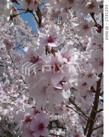 コヒガン桜 コヒガン桜 2591203