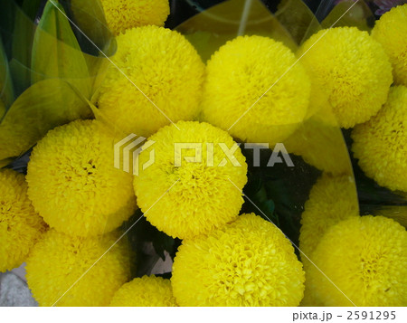 ピンポン菊の花束 2591295