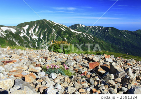 夏の雪倉岳と朝日岳 夏の雪倉岳と朝日岳 2591324