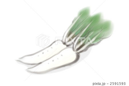 墨絵風野菜イラスト 大根 のイラスト素材