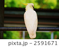 Sulphur-crested Cockatoo 2591671