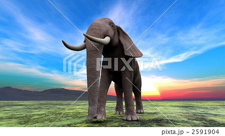 陸の哺乳類 アフリカゾウ 象のイラスト素材