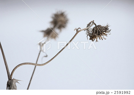 枯れた花 アザミ 植物の写真素材