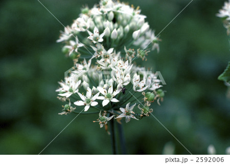 62887　ニラ 2592006