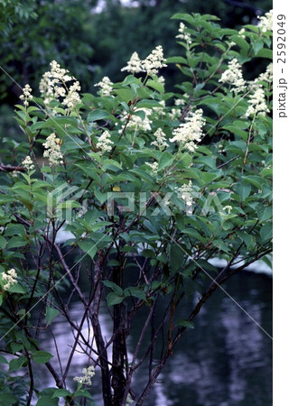 62917 ノリウツギ 62917 ノリウツギ 2592049