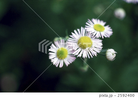 62988　ヒメジオン 2592400